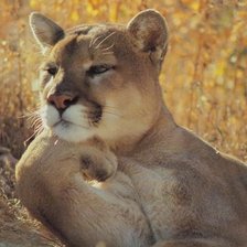 Схема вышивки «задумалась»