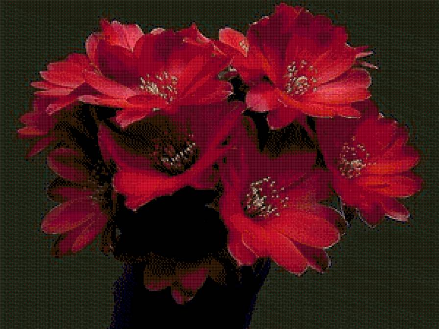 Цветы - предпросмотр