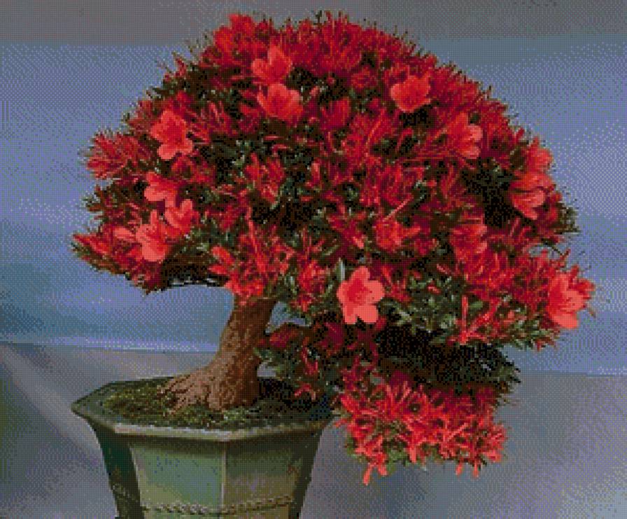 Бонсай - предпросмотр