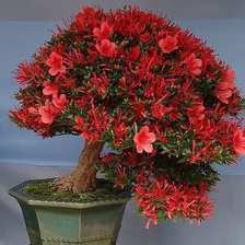 Схема вышивки «Бонсай»