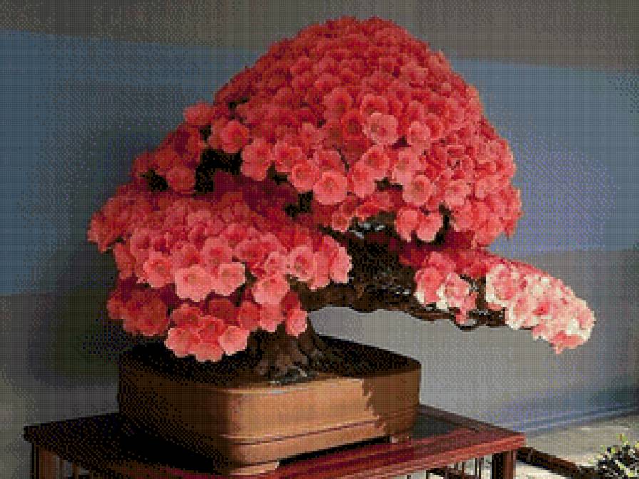 Бонсай - предпросмотр