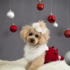 Схема вышивки «Собачка»