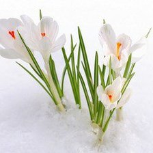 Подснежники