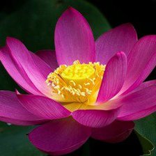 Схема вышивки «Лотос»