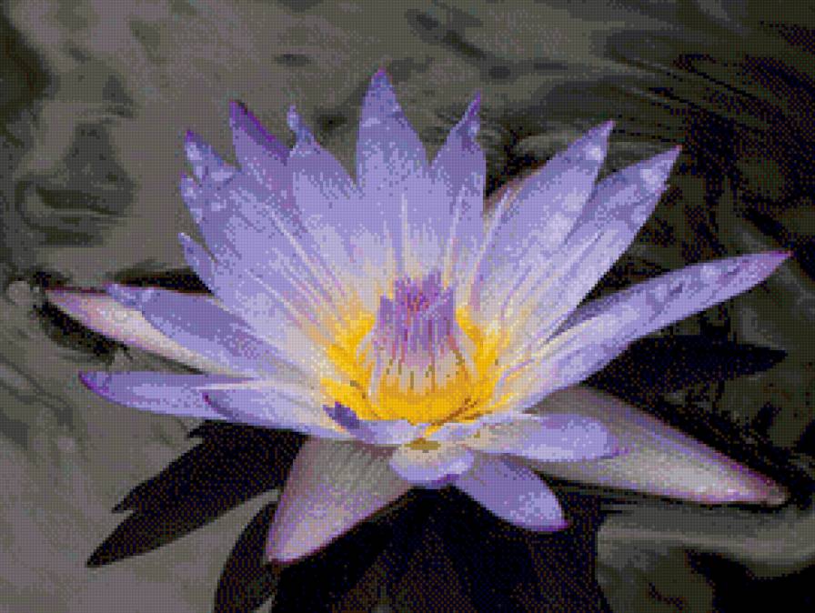 Лотос - предпросмотр