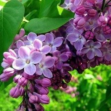 Схема вышивки «сирень»