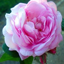 Схема вышивки «роза»