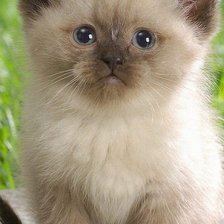 Схема вышивки «Котя»