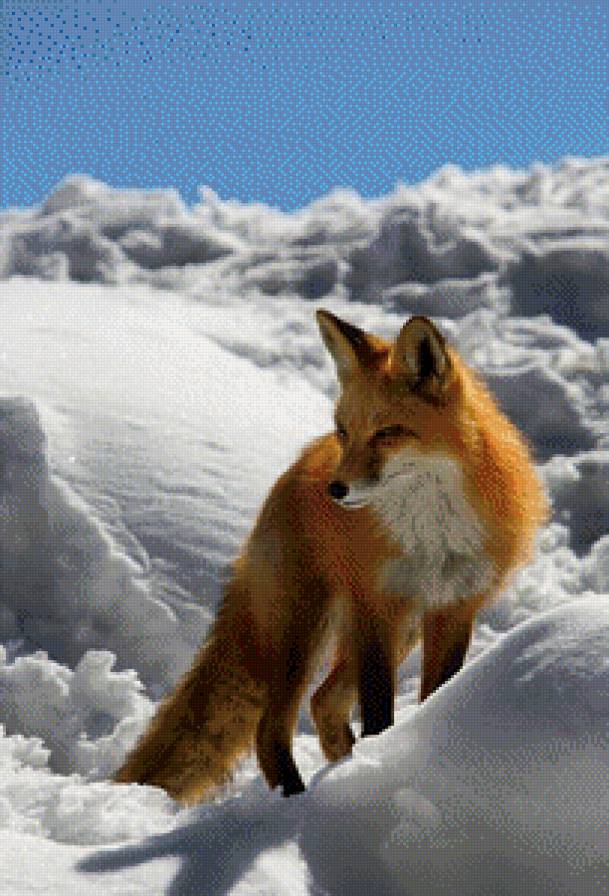 Лисичка - предпросмотр