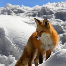 Схема вышивки «Лисичка»