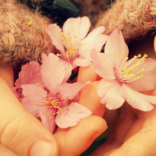 Схема вышивки «нежность»