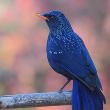 синяя птица