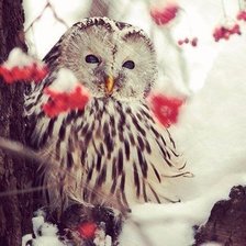 Схема вышивки «зима»