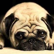 Схема вышивки «Мопс»