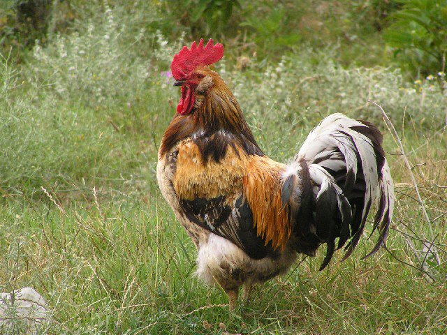 символ 2017 года - птица, петух - оригинал