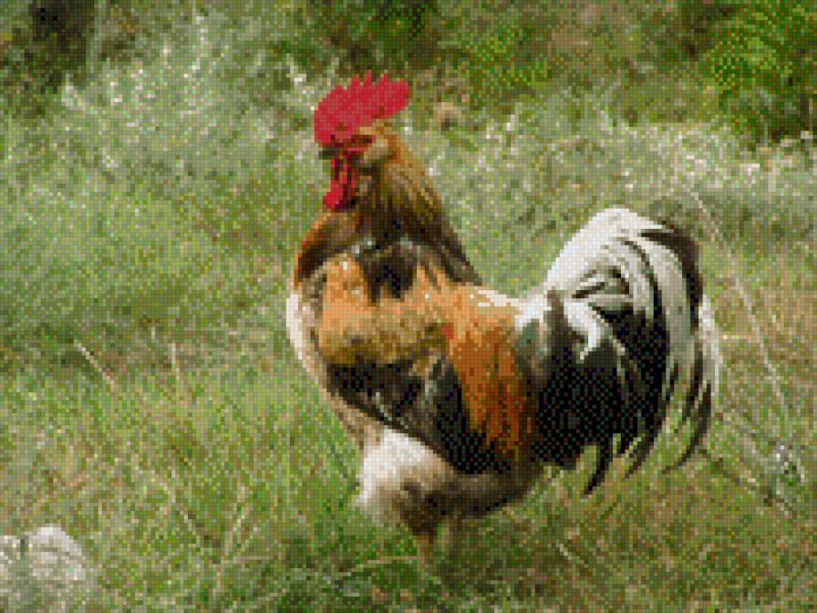 символ 2017 года - птица, петух - предпросмотр