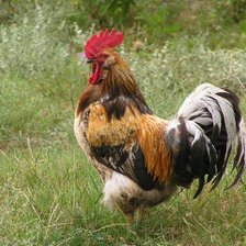 Схема вышивки «символ 2017 года»