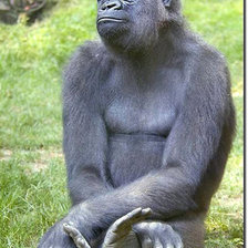 Схема вышивки «символ 2016 года»