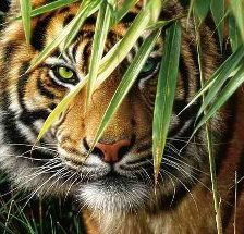 Схема вышивки «тигр3»