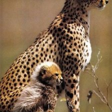 Схема вышивки «Наследник»