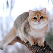 Схема вышивки «№1074116»