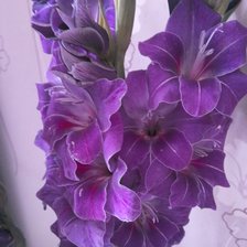 Схема вышивки «Гладиолус»