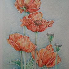 Схема вышивки «маки»