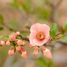 Схема вышивки «№1074353»