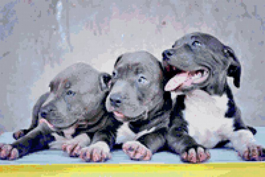 щенки - предпросмотр