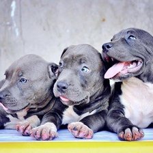 Схема вышивки «щенки»