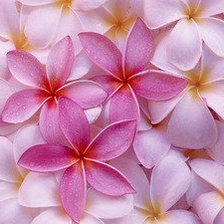 Схема вышивки «Цветы»