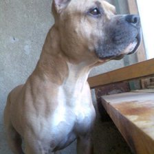 Схема вышивки «Котька»