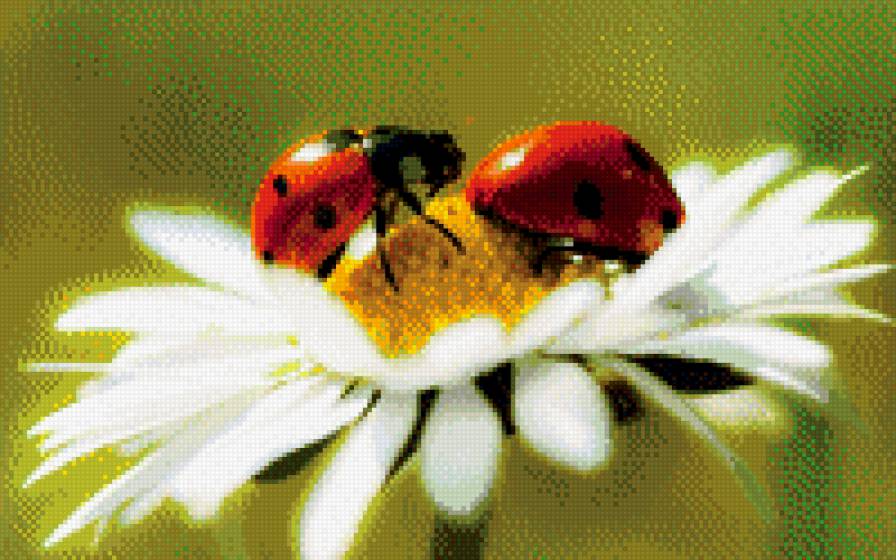 Бабочки коробочки на ромашке - бабочка цветы ромашка - предпросмотр