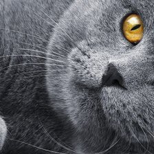 Схема вышивки «Котей»