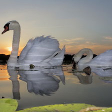 Схема вышивки «лебеди на закате»