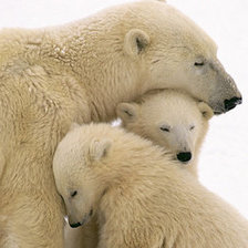 Схема вышивки «мишки»