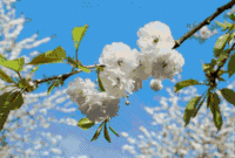 Ветка сакуры - ветка сакуры, голубое небо - предпросмотр