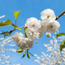 Схема вышивки «Ветка сакуры»
