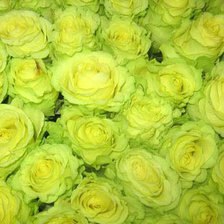 Схема вышивки «Розы»