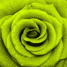 Схема вышивки «Роза»