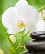 Схема вышивки «триптих орхидея_ ч.2»