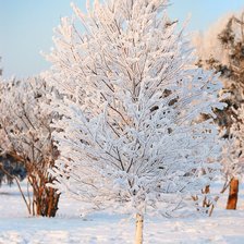 Схема вышивки «Елка снежная»