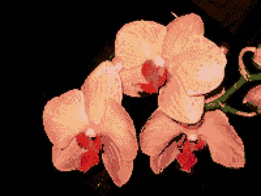 орхидея - предпросмотр