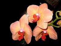 Схема вышивки «орхидея»