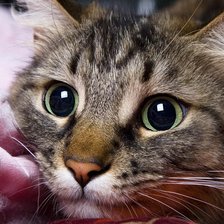 Схема вышивки «Пронзительный взгляд»