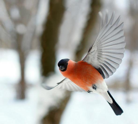 Снегирь - зима, крылья, полет, птичка - оригинал