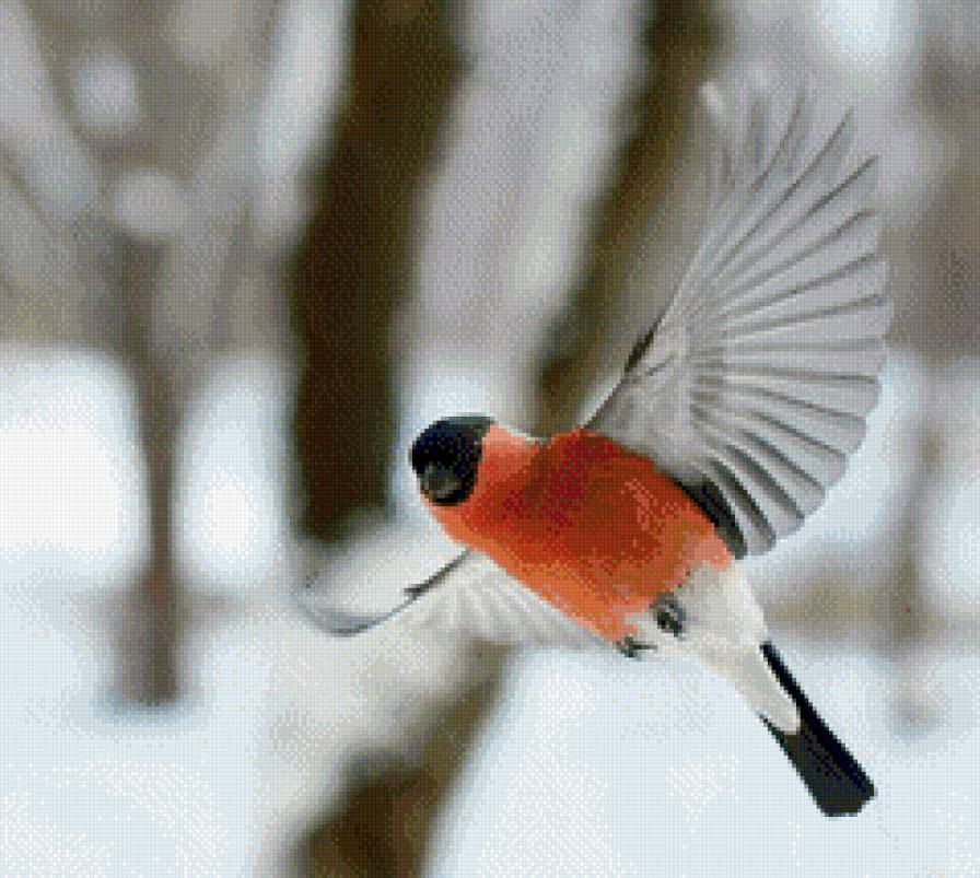 Снегирь - полет, крылья, птичка, зима - предпросмотр