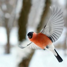 Схема вышивки «Снегирь»