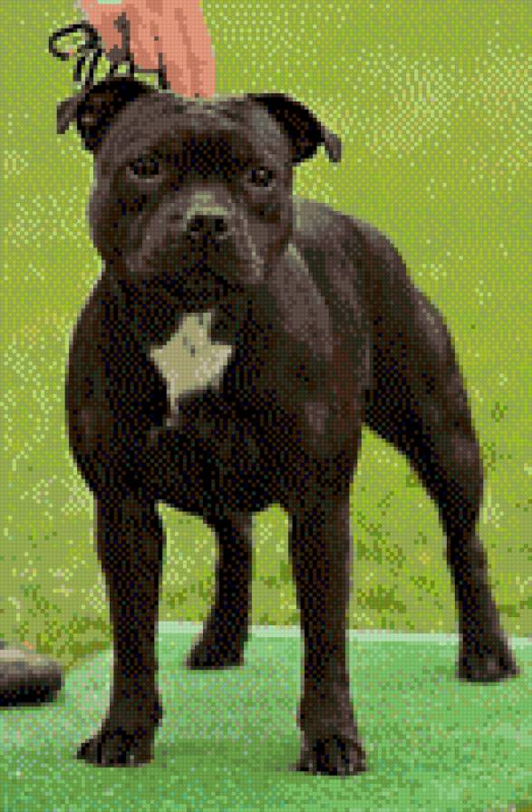 Брайв Спирит Элина Мисс Сатин - стаффи, стаффбуль, стафи - предпросмотр