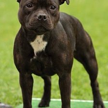 Брайв Спирит Элина Мисс Сатин